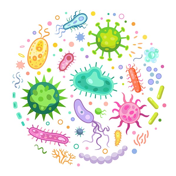 olika typer av bakterier gram-positiva och gram-negativa bakterier